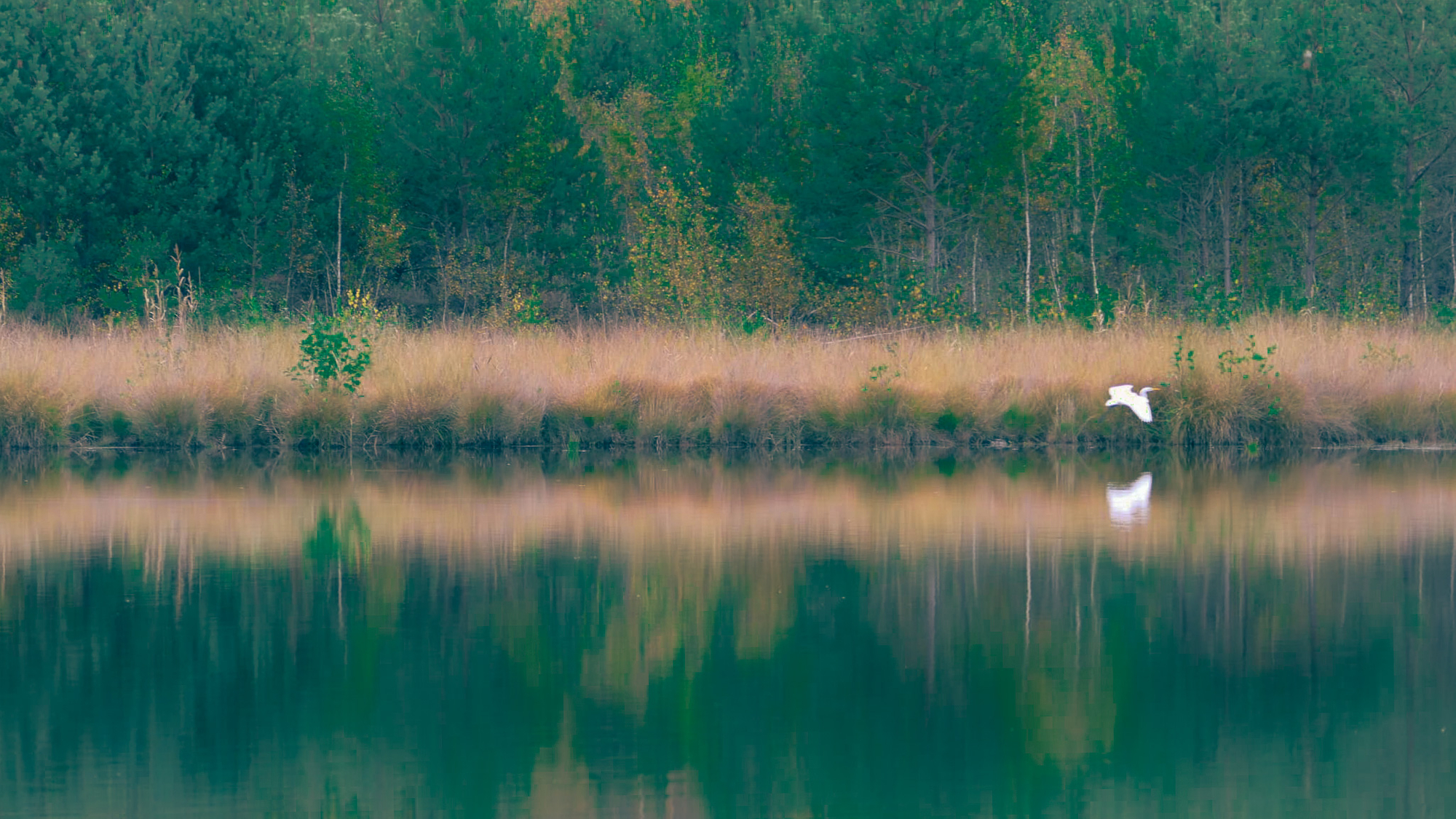 Etang des Lévrys, à 1 km du gîte