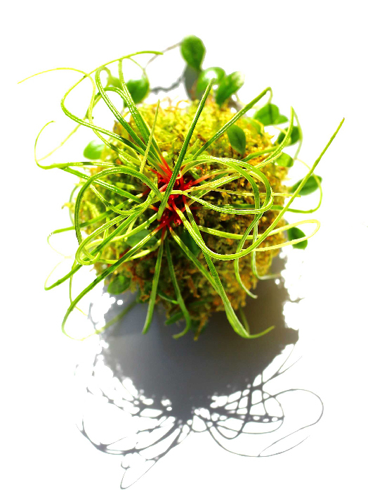 KOKEDAMA - Begonia bogneri -