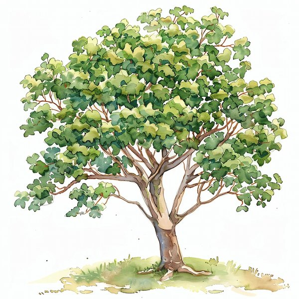 Aquarelle de l'arbre sycomore