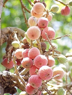 Fruits de l'arbre sycomore